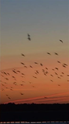 Breaking Dawn with wild geese dancing in red sky