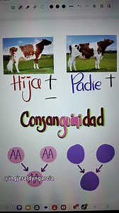 Consanguinidad y heterosis ó vigor híbrido 🐮🧬 #consanguinidad #heterosis #vigorhibrido #genetica #mejoramientogenetico #mejoramientoanimal #reproduccionbovina #reproduccionanimal #inseminacionartificial #transferenciadeembriones #agro #Agropecuaria #Agropecuario #Finca #Campo #Ganaderia #Ganado #Ganadero #Ganadera #Vacas #Bovinos #Educacion #veterinaria #Zootecnia #MVZ #agronomia #agricultura | Ing. Jeraldyn García Arévalo