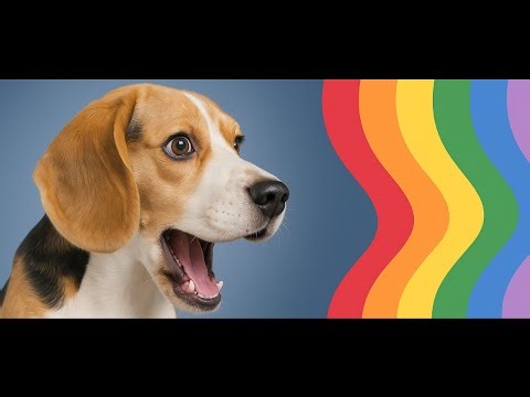 How Dogs See The World: It’s Not Like You Think