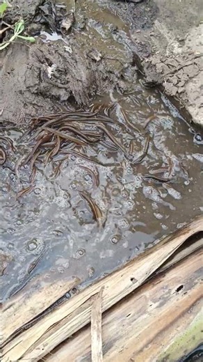 eel #budidayabelut #farming #carabudidayabelut