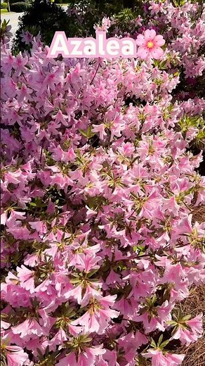 Azalea Blooming | Beautiful Spring Flowers in Full Bloom