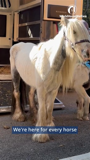 We’re here for every horse, and that won’t change in 2026. By joining World Horse Welfare as a member, you’ll help transform the lives of neglected horses in the UK and around the world. Your membership supports hands-on care and rescue, and powers vital campaigning and advocacy to improve welfare standards protecting horses for the long term. Real change starts with you. Make a New Year commitment to horses and join us as a member today. | World Horse Welfare