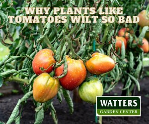 Top 10 Insider Garden Tips – Why Plants Like Tomatoes Wilt So Bad Tomato wilt, Fusarium wilt, or Verticillium wilt is a terrible disease for your tomatoes to contract. After this show, you will be a Tomato Pro | Watters Garden Center