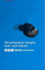 Ikan setan laut hitam biasanya hidup di laut dalam, sangat dalam hingga di kedalaman 2000 meter. Ini adalah pertama kali spesies ikan ini terekam kamera di siang hari. Tak lama berenang di permukaan laut di Tenerife, Spanyol, dia mati. Bangkainya telah dibawa ke museum untuk diteliti. | BBC News Indonesia