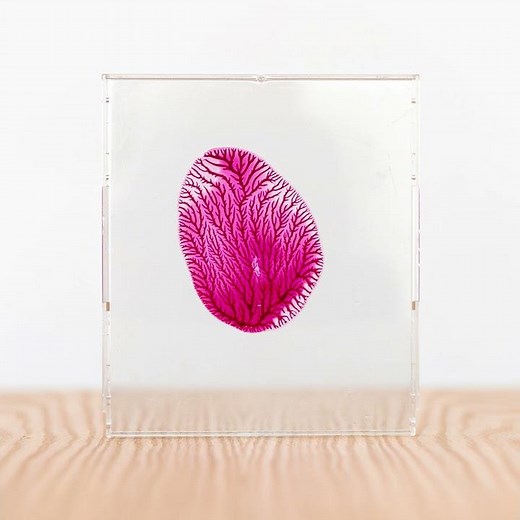 Fractal Patterns - Science Snack Activity