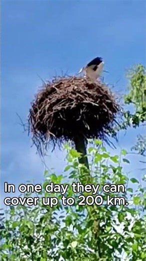 Facts about storks #interestingbirds, #wildlife, #storks