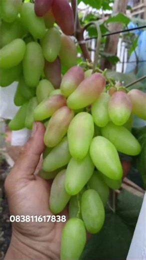 Tanaman anggur import berbuah berbagai jenis. Yuk langsung order gaes