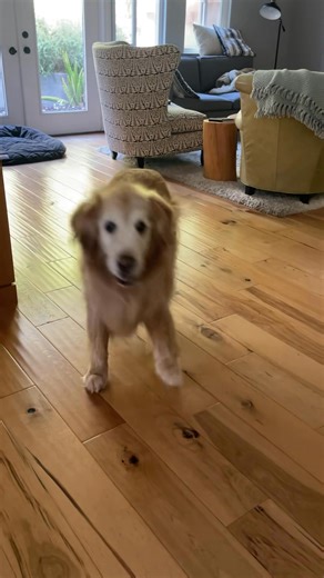 85K views · 6.6K reactions | What did you think of his tippy taps at the end?? #dogs #goldenretriever #puppy #doglover #goldenretrieversofinstagram #golden #goldenretrievers #funnydogs | Baker Barnes | Facebook