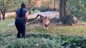 Woman climbs into exhibit at Bronx Zoo and appears to taunt big cat