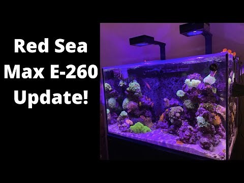Red Sea Max E-260 Update - Saltwater Aquarium Fish and Coral!