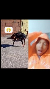 Dog hmmm #fblifestyle #animal #dog | Dumbiri ijeoma