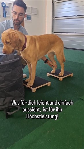 Sieht einfach aus? Ist aber High-Performance für deinen Hund! 🧠⚡ Vom Welpen bis zum Senior – bei uns startet jeder Hund mit den Basics! 🐾 Im Video siehst du, wie unterschiedlich unsere Hunde sind, aber eines haben sie gemeinsam: Sie alle beginnen bei #HundFIT mit einer stabilen Basis! Stabile Targets sind unser Fundament für alles Weitere. Egal, ob dein Hund als Rettungshund arbeitet, Dummy-Training macht, Tricks lernen oder einen Agility-, Hoopers- oder Fitness-Loop-Parcours erarbeiten soll –