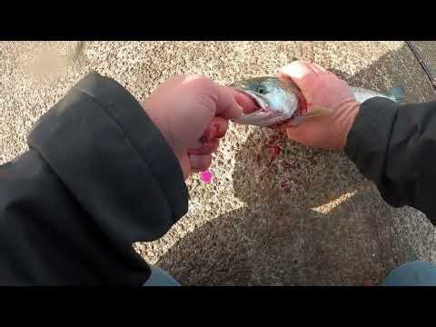 Fishing For Coho Jack Salmon Oct. 1st Westport Wa.