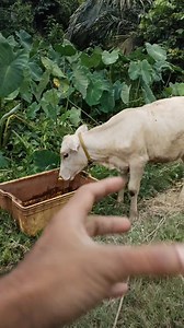 23K views · 751 reactions | Gemuk dah 2 ekor ni... | raju wok deli official | Facebook