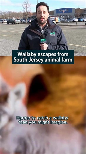 A marsupial is missing from a South Jersey animal sanctuary after breaking out of its enclosure. Lots of Love Farm in Williamstown, New Jersey said a wallaby named Rex escaped Monday night. In a Facebook post, the animal rescue said Rex is
