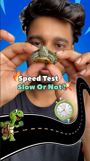 “Testing ‼️Turtle 🤯Speed – You Won’t Believe the Result!”#shorts #experiment #minivlog
