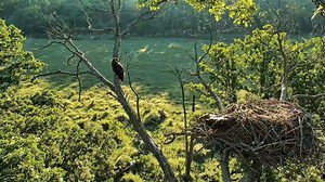 17K views · 1K reactions | DN18 branched this morning at 6:34am, following sibling DN17 on to the left side perch. DN17 and DN18 turned 78 days and 77 days old today. Will we see our first fledge tomorrow? Stay tuned! | Raptor Resource Project | Facebook