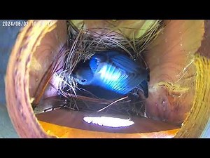 Timelapse video of bluebirds building a nest