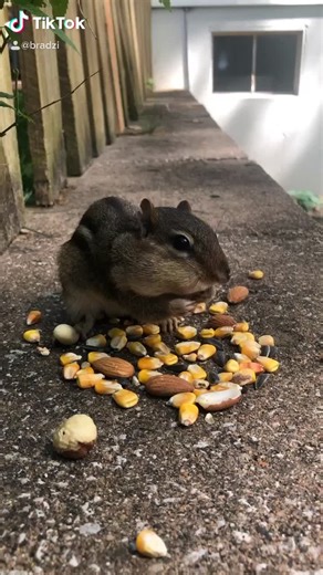 Discover the Most Stunning Chipmunks in the World