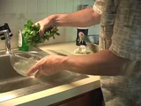 Harvesting Purslane