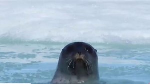 Lancaster Sound now Canada’s largest area of protected ocean