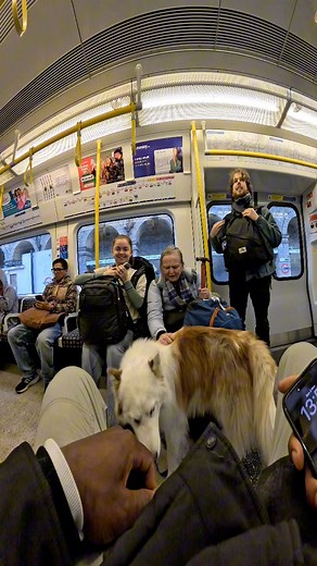 110K views · 4.2K reactions | Train interactions with my dog!! #doglover #trains #subway #tube #viola #husky #repost #like #london #tfl #puppylove #dogsoflondon #trendingreels | Viola Snow | Facebook