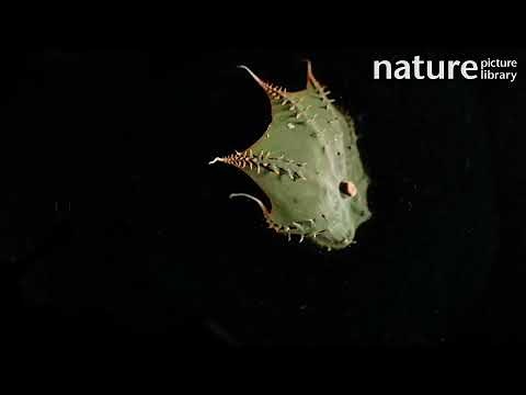 Vampire squid (Vampyroteuthis infernalis) swimming quickly away from camera into the darkness...