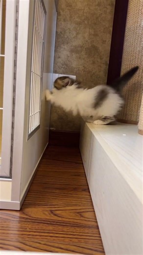 The confusing behavior of cool cats😂 #cat #cats