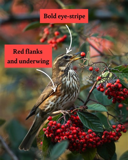 26K views · 303 reactions | A large influx of Redwings has been...