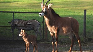 Roan Antelope | Hippotragus equinus | Marwell Zoo
