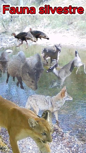 Fauna silvestre #camaratrampa #wildlife #animales