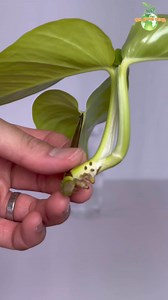 Day 01 : NEON Pothos Propagation in Water #pothos #neonpothos #plants #houseplant #indoorplants #gardening #thegreenearth #facebook #houseplants | The Green Earth