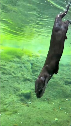 World Otter Day