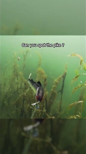When your lure crosses paths with a busy pike... #pike #fishing #underwater