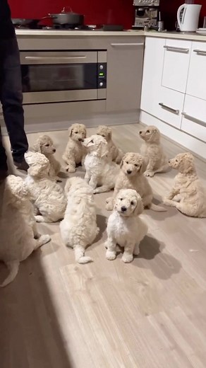 19K views · 472 reactions | Reunited 懶 @thepoodlestandard  Just like old times, it was gorgeous to see how much the dogs loved their sibling catch up  #thepoodlestandard #thepoodlesworld #poodle #poodles #poodlepuppy #aussiepoodle #poodlefamily #standardpoodle #standardpoodlesofinstagram | Poodles World | Facebook