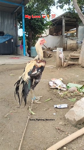 Gunaseelan S on Instagram: "My Love ❤️‍🩹🐓💯 Sevalsandai 🐓 Sandaiseval 🐓 Kattuseval 🔥 Rooster 🐔 Seval lovers ❣️ Happiness 😊 Dream 😻"