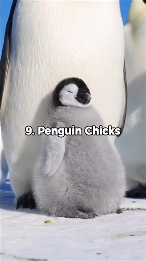Top 10 Cutest Animals!🥰
