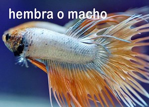 ¿Puedo tener un PEZ BETTA MACHO y HEMBRA juntos? Compatibilidad y diferencias entre ellos