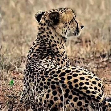 Cheetahs vs Hyenas: The Ultimate Survival Struggle