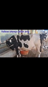 208K views · 1.5K reactions | 6005461857 Asalamualaikum hope all friends are fine. Best quality cows are looking for new home at SOPORE. Call him for more details 6005461857. #cows #post #viralvideochallenge Follow sheep seller ang For ADD PROMOTION CONTACT 77808 37312 Thanks to all brothers who support  ❤️   | sheep seller ang | Facebook