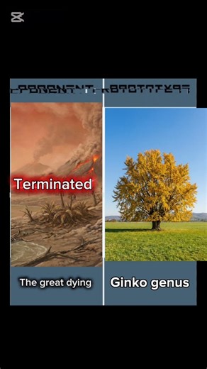 Termination edit Ginko genus