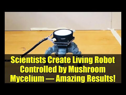 Scientists Create Living Robot Controlled by Mushroom Mycelium – Amazing Results!