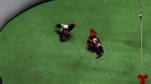 Peleas de gallo seguirán en Puerto Rico a pesar de denegatoria federal, dice Pierluisi