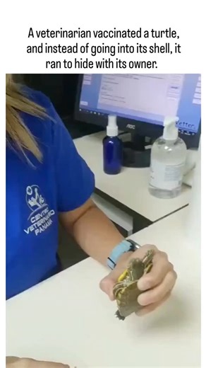 snapt.rendz on Instagram: "The video depicts a veterinarian injecting a small aquatic turtle with what appears to be a medical treatment, after which the turtle rapidly crawls across the exam table to seek refuge under its owner's extended arm, demonstrating an unusual display of trust and attachment. Veterinary guidelines, including the Merck Veterinary Manual, indicate turtles do not require routine vaccinations but may receive targeted injections for conditions like infections; this scene ill