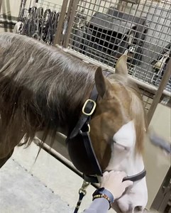 😈🔥 The Monster is in da house! 😈 🔥 Super Barn Toyon Ranch Stalls! Toyon Ranch LLC | Inferno 66