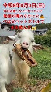 #やぎ 🐐バナナの葉を喜んで食べてますわぁ🤣