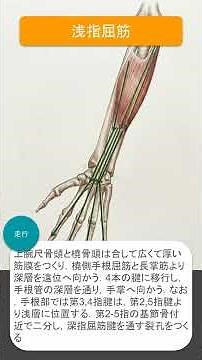 16_浅指屈筋 #shorts #筋トレ #解剖学 #暗記