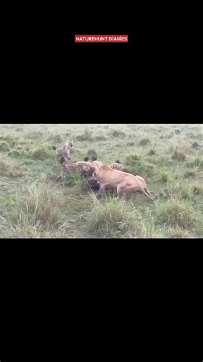 PRIMAL | SAVAGE | APEX | UNTAMED on Instagram: "🌿 **Witness the Wild** 🐾 Dive into the raw and untamed world of the jungle, where the **circle of life** unfolds before your eyes! From the **majestic lion’s** stealthy pursuit to the **cheetah’s** lightning-fast sprint, every hunt is a breathtaking story of survival. 🦁✨ Experience the power, speed, and bravery of nature’s fiercest predators as they navigate their harsh reality. It’s a reminder of the relentless beauty and unforgiving nature of 