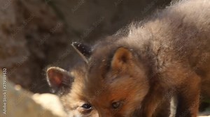 2 Red fox cubs exploring neighborhood, wildlife - vulpes vulpes - UHD/4K stock video