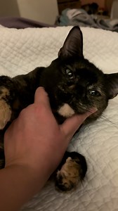 1.9K views · 137 reactions | Happy Cat Collection on Reels | Facebook